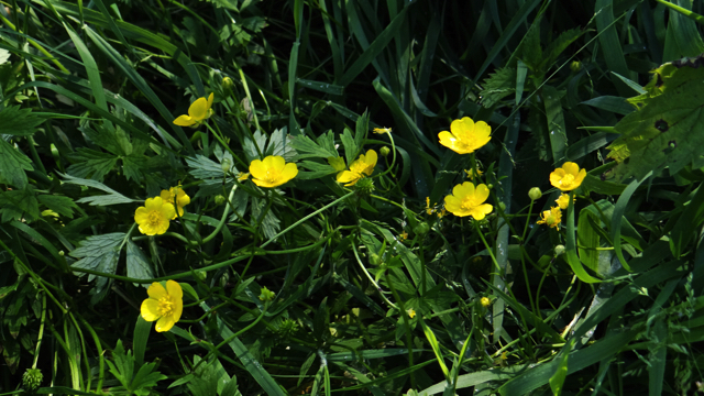 File:Kruipende boterbloem bloem (Ranunculus repens).jpg - Wikimedia Commons