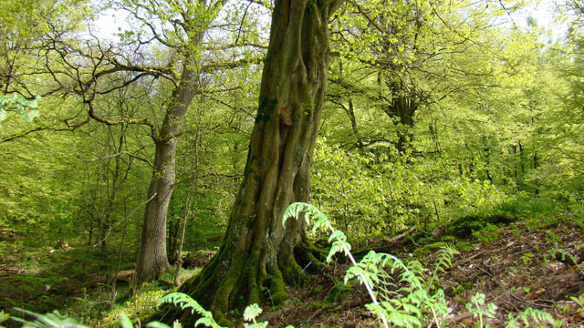 Fonkelnieuw Flora van Nederland: Haagbeuk - Carpinus betulus JK-72