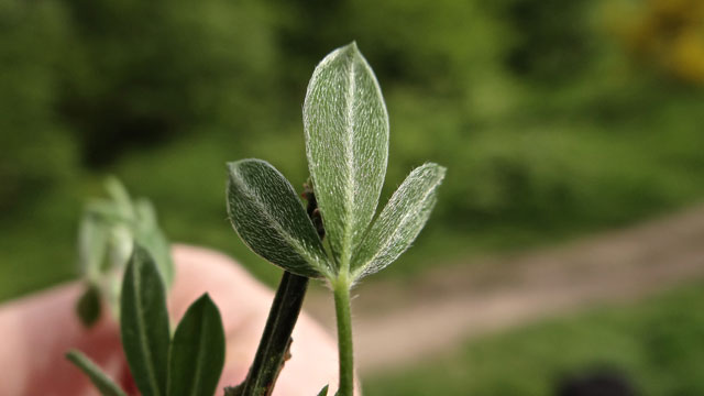 Flora Van Nederland Brem Cytisus Scoparius
