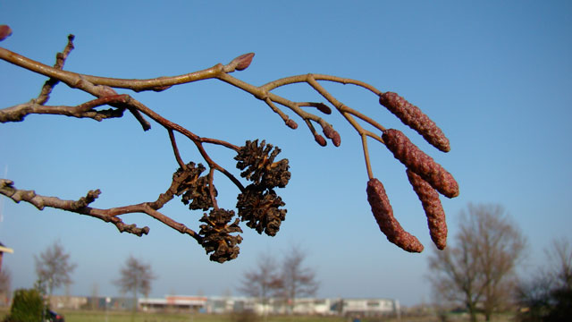 Flora van Nederland: Zwarte els - Alnus glutinosa