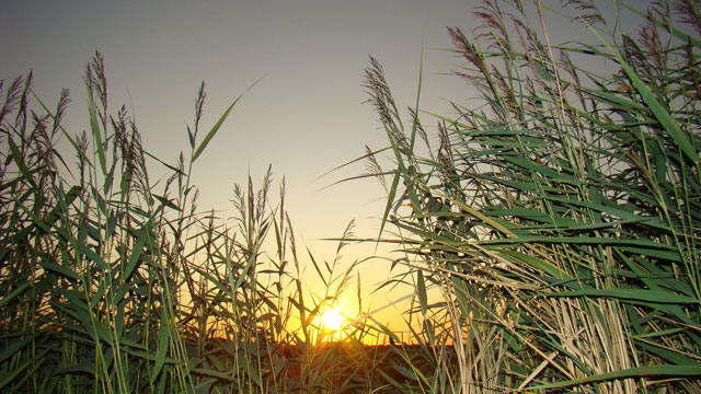 Flora%20van%20Nederland:%20Riet%20-%20Phragmites%20australis