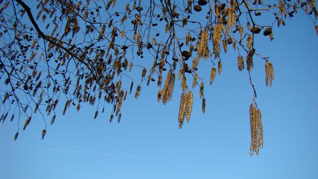 Flora van Nederland: Witte els - Alnus incana